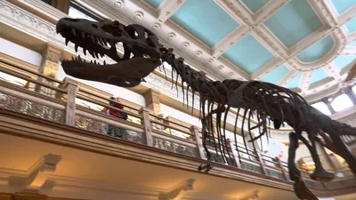 Скелет динозавра, вдохновившего создателей «Парка Юрского периода», продали  на аукционе