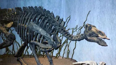 Косточка скелетов динозавров установленная силуэтами ископаемая Иллюстрация  вектора - иллюстрации насчитывающей палеонтология, природа: 101411997