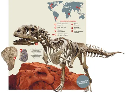 Sotheby's выставил на торги редкий скелет динозавра