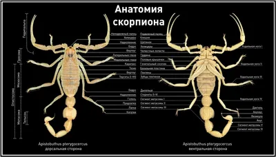 Тату Скорпион - фото, эскизы татуировки Скорпион, значение | Сделать тату  Скорпион в СПб - Art of Pain