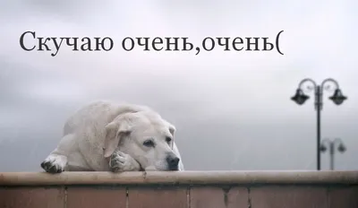 Красивые открытки \"Скучаю!\" (256 шт.)