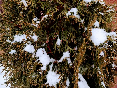 Снежная весна☀️#солнечная#погода#красота#вокруг#нас#весна#зима  #прекрасные#облака#санктпетербург#спб#комарово #финский#залив | Instagram
