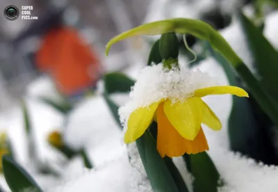 Снежная весна — Сообщество «Я в моменте (Фотосессии)» на DRIVE2