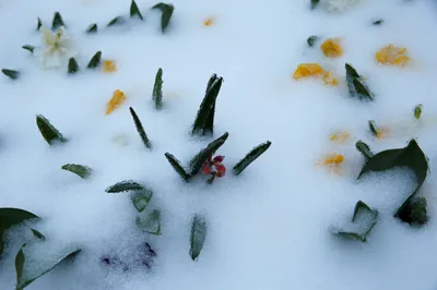 снежная весна во дворе. цветы крокуса в снегу Стоковое Фото - изображение  насчитывающей сельско, лужайка: 214473542
