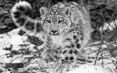 На поиски снежного барса: зоологи установят фотоловушки на востоке  Казахстана » Новости Усть-Каменогорска и ВКО свежие на сегодня | ALTAYNEWS