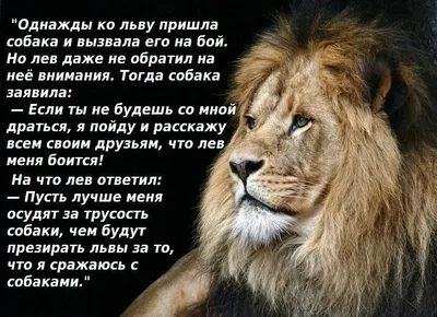 Велопробег, „Кричащие львы” и „Грибы”»: 5 способов провести выходные