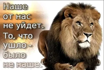 Пин от пользователя Сергей Аброськин на доске 🦁 лев | Музыка сердца, Львы,  Жизнеутверждающие мысли