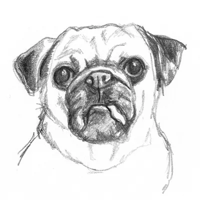 100 простых и красивых картинок собак для срисовки » Dosuga.net — Сайт  Хорошего Настроения