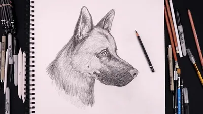 Рисунки собак для срисовки (30 картинок) - новый год 2018 | Disegni da  colorare con animali, Pagine da colorare per bambini, Animali