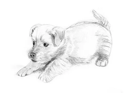 Идеи для срисовки собака маленький (90 фото) » идеи рисунков для срисовки и  картинки в стиле арт - АРТ.КАРТИНКОФ.КЛАБ