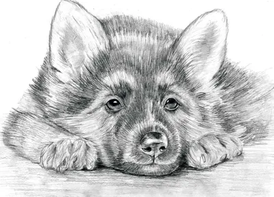 Рисунки щенков для срисовки (35 фото) • Прикольные картинки и позитив