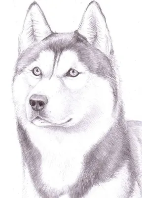 Картинки собак рисунки - 70 фото