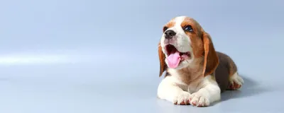 Картинки собак и щенков