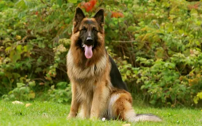Немецкая овчарка все о собаке, особенности породы, фото, описание породы,  характер, цена