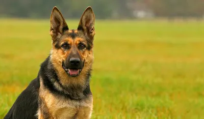 Немецкая овчарка — описание породы собаки от А до Я