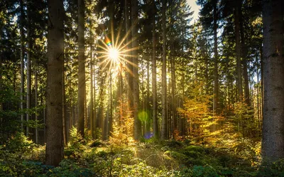 Лес Солнце Солнечные Лучи - Бесплатное фото на Pixabay - Pixabay