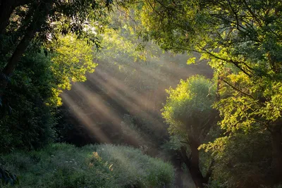 Солнечные Лучи Сквозь Деревья - Бесплатное фото на Pixabay - Pixabay