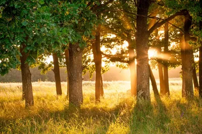 Фотообои Солнечные лучи сквозь дерево», (арт. 20889) - купить в  интернет-магазине Chameleon