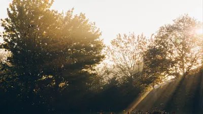 Бесплатные Солнечные лучи сквозь деревья стоковые фотографии | FreeImages