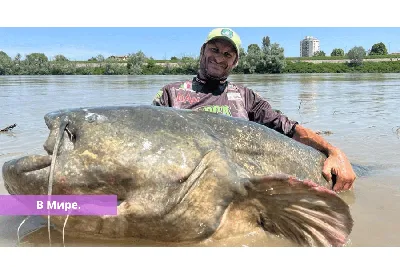 Рыбак в одиночку выловил гигантского сома