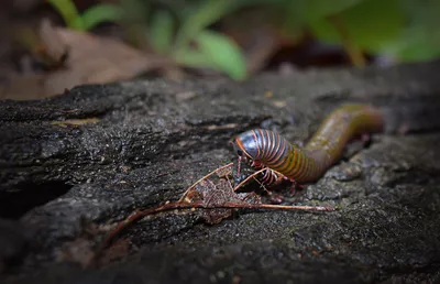 Centipedes / сороконожки | Одну из сороконожек сфотографиров… | Flickr