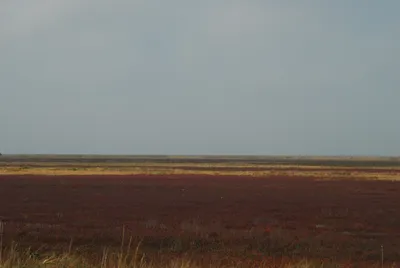 Красота степи в начале июня, когда зацветает серебристый ковыль и типчак |  Джо Карпович | Дзен