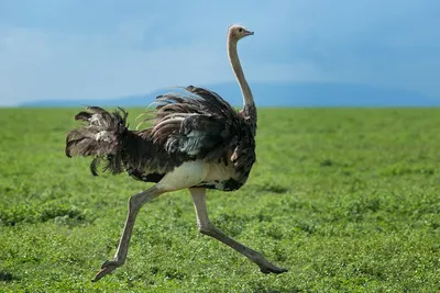 Мужской Страуса Struthio Camelus — стоковые фотографии и другие картинки  Страус - Страус, Белый фон, Белый - iStock