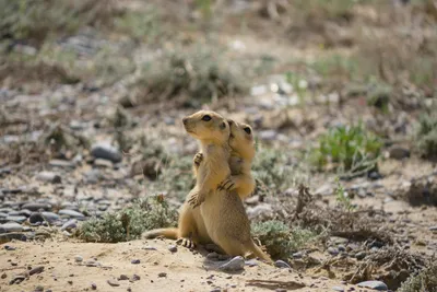 Длиннохвостый суслик, или суслик Эверсмана | zoo-ekzo.com- Экзотические  животные