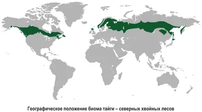 Тайга, которую мы потеряли - PrimaMedia.ru