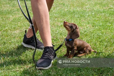 Комбинезон для таксы мальчика демисезонный на подкладке, \"Двухцветный\"  р.37, дождевик КУЗеР - мода - купить с доставкой по выгодным ценам в  интернет-магазине OZON (724725815)