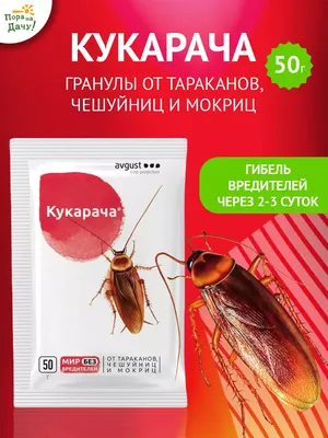 Уничтожение тараканов в квартире. Обработка и дезинфекция от тараканов.