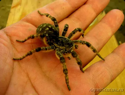 Тарантул южнорусский (Lycosa singoriensis)