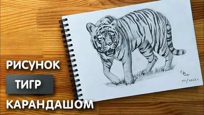 Рисунки тигров для срисовки (70 фото) ✏