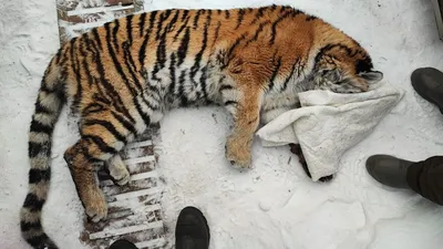 В Хабаровском крае молодая тигрица залезла в вольер для собак и застряла |  Телеканал \"ХАБАРОВСК\"