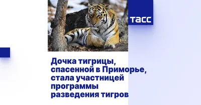 Росприроднадзор намерен изъять тигрицу, ослепшую из-за плохого ухода - РИА  Новости, 10.10.2022