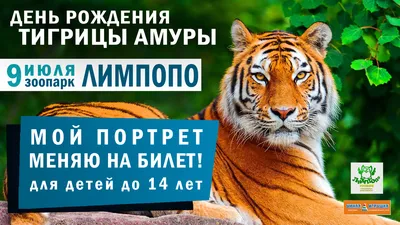 Тигрица Лазовка из ЕАО провела четырёхмесячный «отпуск» в Китае | РИА  Биробиджан