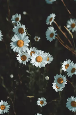 Простые красивые цветы и птицы телефон современные обои ai generated photo  | Премиум Фото
