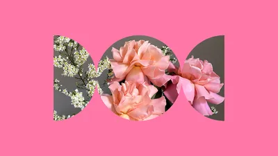 Обои цветочный телефон, цветок, розовый, Роза, белые для iPhone 6S+/7+/8+  бесплатно, заставка 1080x1920 - скачать картинки и фото