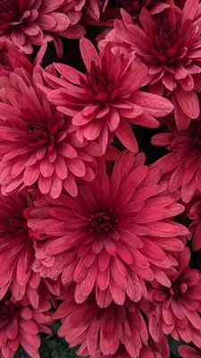 Нежные цветы обои на телефон - 59 фото