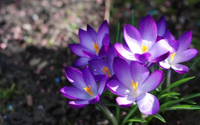 Nature Crocus HD Wallpaper