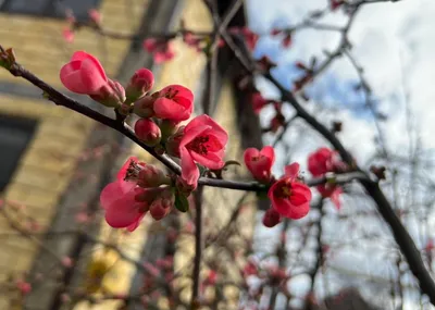 Весна пришла, красиво, эстетично, …» — создано в Шедевруме
