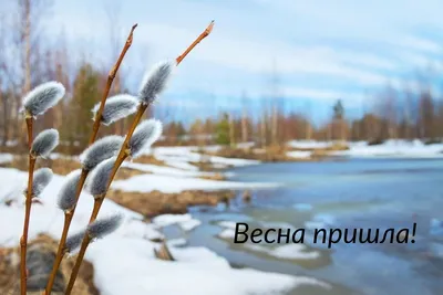 Весна пришла — весне дорогу: в Ботсаду Владивостока вырастили более тысячи  тюльпанов - PrimaMedia.ru