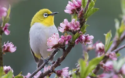 Весенние птицы (Много фото) - treepics.ru