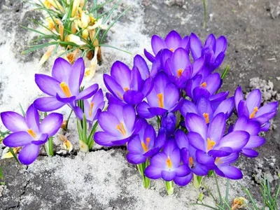 Весенние цветы — Фото №1381547
