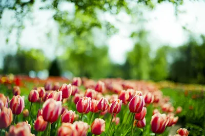 Обои на рабочий стол Весенние цветы в каплях росы, фотограф Kimber Leigh,  обои для рабочего стола, скачать обои, обои бесплатно