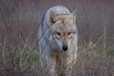 Волчица серая обыкновенная (Canis lupus). Подробное описание экспоната,  аудиогид, интересные факты. Официальный сайт Artefact