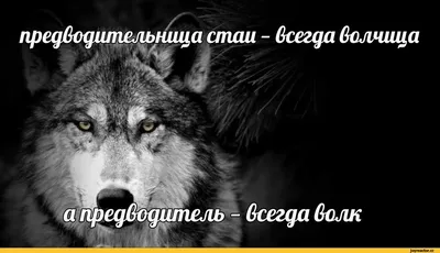 Переводное тату \"Волчица\" цветное - купить по выгодным ценам в  интернет-магазине OZON (579259003)