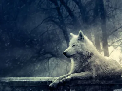 Животные, #Волки, #аватары, #картинки, #фото, #авы,  https://avatarko.ru/kartinka/27111 | Wolf black and white, Wolf wallpaper,  Black wolf