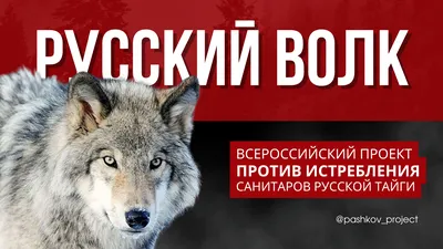 Семья волков с волчатами, любовь, …» — создано в Шедевруме