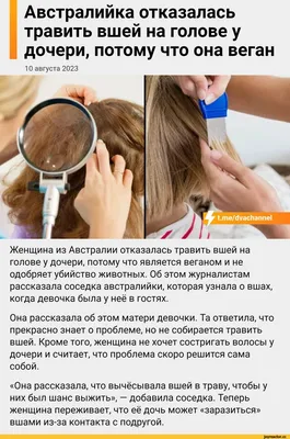 Humanus Pediculus вшей тела изолированное на белом фоне Стоковое  Изображение - изображение насчитывающей волосы, студия: 209766149